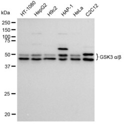 Invitrogen GSK3 alpha/beta Recombinant Rabbit Monoclonal Antibody (23GB1100):Antibodies:Primary
