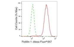 Invitrogen Flotillin 1 Recombinant Rabbit Monoclonal Antibody (23GB845),
