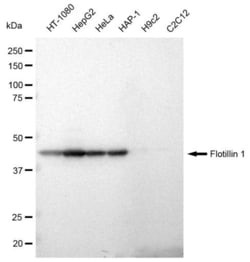 Invitrogen Flotillin 1 Recombinant Rabbit Monoclonal Antibody (23GB845),
