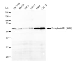 Invitrogen Phospho-AKT1 (Ser129) Recombinant Rabbit Monoclonal Antibody