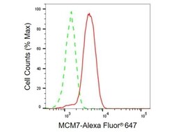 Invitrogen MCM7 Recombinant Rabbit Monoclonal Antibody (23GB925), Invitrogen