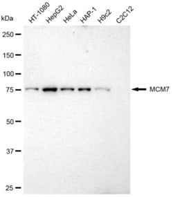 Invitrogen MCM7 Recombinant Rabbit Monoclonal Antibody (23GB925), Invitrogen