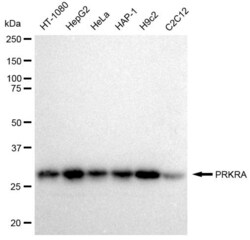Invitrogen PACT Recombinant Rabbit Monoclonal Antibody (23GB2340), Invitrogen