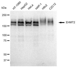 Invitrogen EHMT2 Recombinant Rabbit Monoclonal Antibody (23GB825), Invitrogen