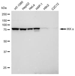 Invitrogen IKK alpha Recombinant Rabbit Monoclonal Antibody (23GB1065),