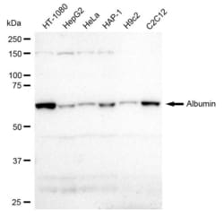 Invitrogen Albumin Recombinant Rabbit Monoclonal Antibody (23GB1680), Invitrogen