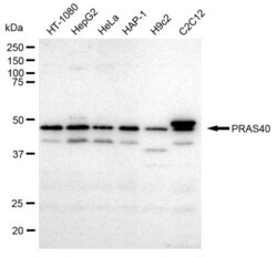 Invitrogen PRAS40 Recombinant Rabbit Monoclonal Antibody (23GB640), Invitrogen
