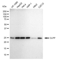 Invitrogen CLPP Recombinant Rabbit Monoclonal Antibody (23GB1865), Invitrogen
