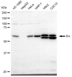 Invitrogen SRC Recombinant Rabbit Monoclonal Antibody (23GB1110), Invitrogen