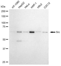 Invitrogen SRC Recombinant Rabbit Monoclonal Antibody (23GB985) 20 &mu;L | Buy Online | Invitrogen&trade; | Fisher Scientific