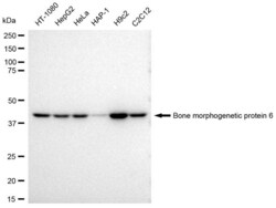 Invitrogen BMP-6 Recombinant Rabbit Monoclonal Antibody (23GB3705), Invitrogen