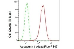 Invitrogen Aquaporin 1 Recombinant Rabbit Monoclonal Antibody (23GB1850),