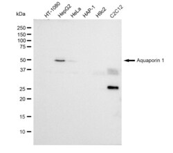 Invitrogen Aquaporin 1 Recombinant Rabbit Monoclonal Antibody (23GB1850),