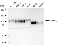 Invitrogen LAMP2 Recombinant Rabbit Monoclonal Antibody (23GB4040), Invitrogen