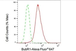 Invitrogen BUBR1 Recombinant Rabbit Monoclonal Antibody (23GB1640) 20 &mu;L | Buy Online | Invitrogen&trade; | Fisher Scientific