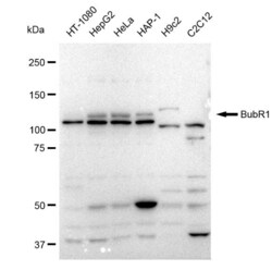 Invitrogen BUBR1 Recombinant Rabbit Monoclonal Antibody (23GB1640) 20 &mu;L | Buy Online | Invitrogen&trade; | Fisher Scientific