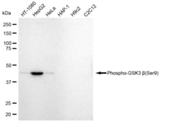 Invitrogen Phospho-GSK3B (Ser9) Recombinant Rabbit Monoclonal Antibody