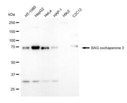 Invitrogen BAG3 Recombinant Rabbit Monoclonal Antibody (23GB1520), Invitrogen