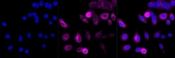Invitrogen&trade;&nbsp;Cyclin B1 Recombinant Rabbit Monoclonal Antibody (23GB1670)