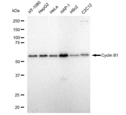 Invitrogen Cyclin B1 Recombinant Rabbit Monoclonal Antibody (23GB1670) 20 &mu;L | Buy Online | Invitrogen&trade; | Fisher Scientific