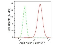 Invitrogen Arp3 Recombinant Rabbit Monoclonal Antibody (23GB615) 20 &mu;L | Buy Online | Invitrogen&trade; | Fisher Scientific