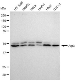 Invitrogen Arp3 Recombinant Rabbit Monoclonal Antibody (23GB615) 20 &mu;L | Buy Online | Invitrogen&trade; | Fisher Scientific