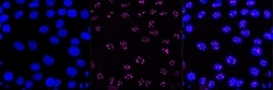 Invitrogen BAF53A Recombinant Rabbit Monoclonal Antibody (23GB1155), Invitrogen 100 &mu;L | Buy Online | Invitrogen&trade; | Fisher Scientific