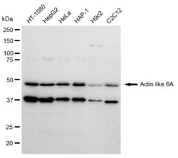 Invitrogen BAF53A Recombinant Rabbit Monoclonal Antibody (23GB1155), Invitrogen 100 &mu;L | Buy Online | Invitrogen&trade; | Fisher Scientific