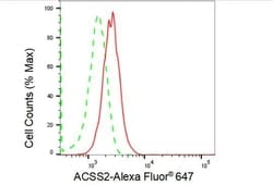 Invitrogen ACSS2 Recombinant Rabbit Monoclonal Antibody (23GB1705), Invitrogen