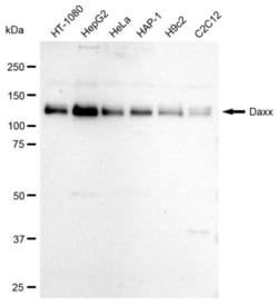 Invitrogen DAXX Recombinant Rabbit Monoclonal Antibody (23GB795), Invitrogen