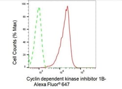 Invitrogen p27 Kip1 Recombinant Rabbit Monoclonal Antibody (23GB1825),