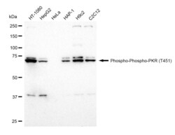 Invitrogen Phospho-PKR (Thr451) Recombinant Rabbit Monoclonal Antibody