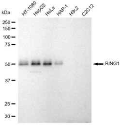 Invitrogen RING1 Recombinant Rabbit Monoclonal Antibody (23GB955), Invitrogen