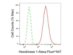 Invitrogen HK1 Recombinant Rabbit Monoclonal Antibody (23GB870), Invitrogen