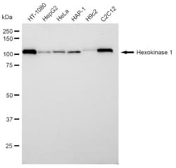 Invitrogen HK1 Recombinant Rabbit Monoclonal Antibody (23GB870), Invitrogen