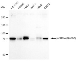Invitrogen Phospho-PKC alpha (Ser657) Recombinant Rabbit Monoclonal Antibody