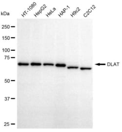 Invitrogen DLAT Recombinant Rabbit Monoclonal Antibody (23GB805), Invitrogen
