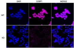 Invitrogen COX4 Recombinant Rabbit Monoclonal Antibody (23GB775), Invitrogen