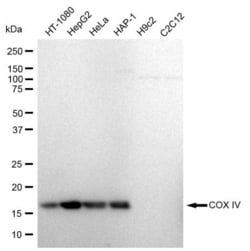 Invitrogen COX4 Recombinant Rabbit Monoclonal Antibody (23GB775), Invitrogen