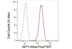 Invitrogen AKT1 Recombinant Rabbit Monoclonal Antibody (23GB1695) 20 &mu;L | Buy Online | Invitrogen&trade; | Fisher Scientific