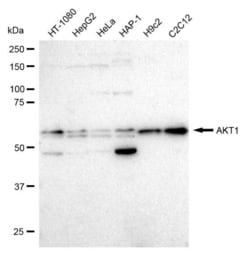 Invitrogen&trade;&nbsp;AKT1 Recombinant Rabbit Monoclonal Antibody (23GB1695)
