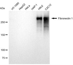 Invitrogen Fibronectin Recombinant Rabbit Monoclonal Antibody (23GB1270),