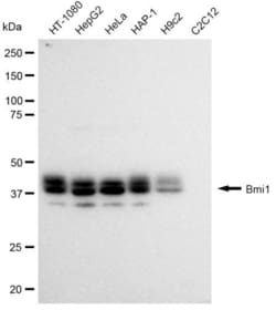 Invitrogen BMI-1 Recombinant Rabbit Monoclonal Antibody (23GB685), Invitrogen