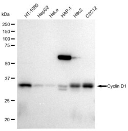 Invitrogen Cyclin D1 Recombinant Rabbit Monoclonal Antibody (23GB735),