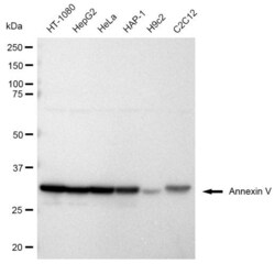 Invitrogen Annexin V Recombinant Rabbit Monoclonal Antibody (23GB650),