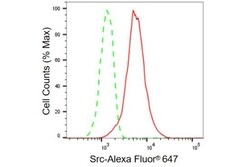 Invitrogen SRC Recombinant Rabbit Monoclonal Antibody (23GB980) 20 &mu;L | Buy Online | Invitrogen&trade; | Fisher Scientific