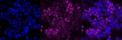 Invitrogen&trade;&nbsp;SRC Recombinant Rabbit Monoclonal Antibody (23GB980)