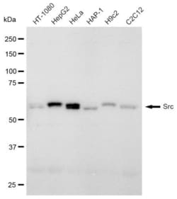 Invitrogen SRC Recombinant Rabbit Monoclonal Antibody (23GB980) 20 &mu;L | Buy Online | Invitrogen&trade; | Fisher Scientific
