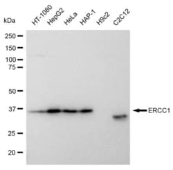 Invitrogen ERCC1 Recombinant Rabbit Monoclonal Antibody (23GB1230), Invitrogen