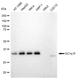 Invitrogen C1QBP Recombinant Rabbit Monoclonal Antibody (23GB695), Invitrogen